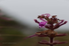 Orthosiphon comosus